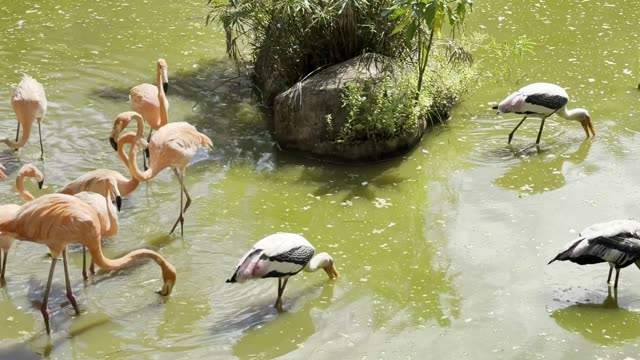 Flamingos Wading In Shallow Water