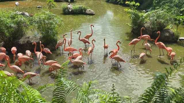 Flamingos Wading In Shallow Water