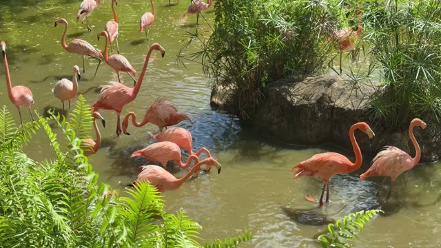 Flamingos Wading In Shallow Water