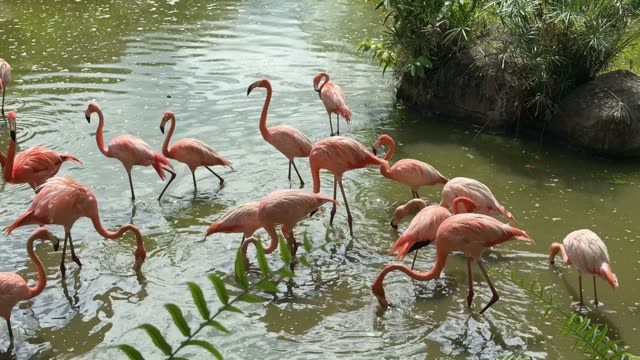 Flamingos Wading In Shallow Water