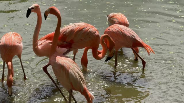 Flamingos Wading In Shallow Water