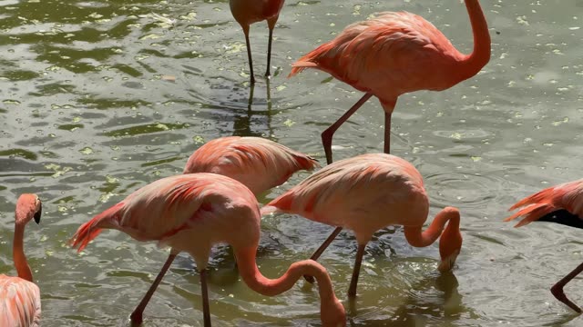 Flamingos Wading In Shallow Water