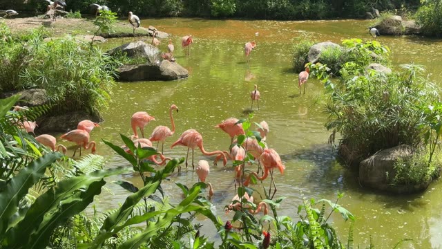 Flamingos Wading In Shallow Water
