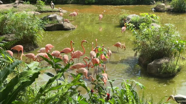 Flamingos Wading In Shallow Water