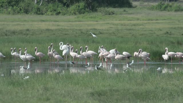 Flamingos Wading In Shallow Water