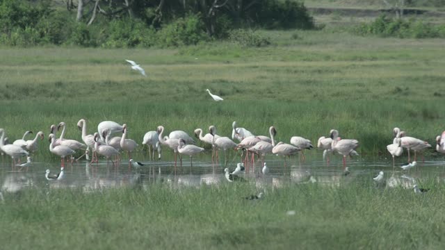 Flamingos Wading In Shallow Water