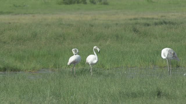 Flamingos Wading In Shallow Water