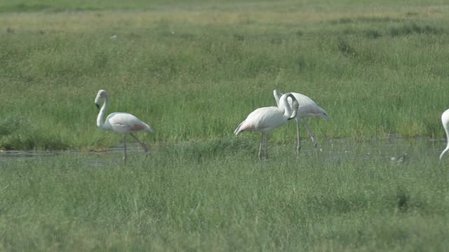 Flamingos Wading In Shallow Water