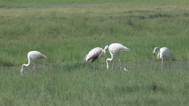Flamingos Wading In Shallow Water