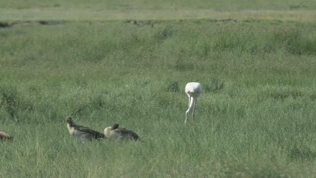 Flamingos Wading In Shallow Water