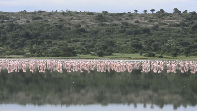 Massive Flamingo Flock At Lake