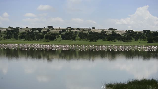 Massive Flamingo Flock At Lake