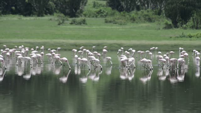 Massive Flamingo Flock At Lake