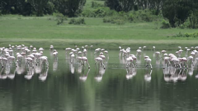 Massive Flamingo Flock At Lake