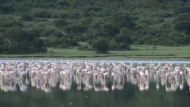 Massive Flamingo Flock At Lake