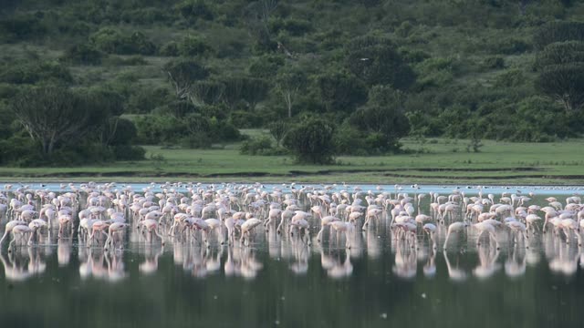 Massive Flamingo Flock At Lake