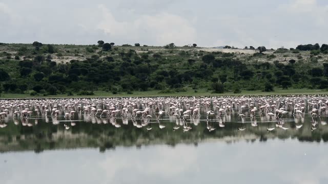Massive Flamingo Flock At Lake