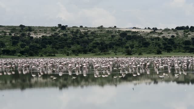 Massive Flamingo Flock At Lake