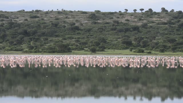 Massive Flamingo Flock At Lake