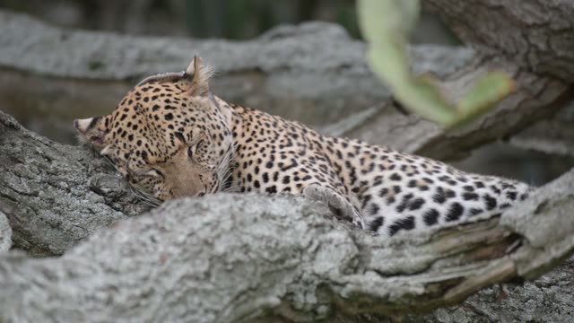 Leopard Sleeping On Grey Branch