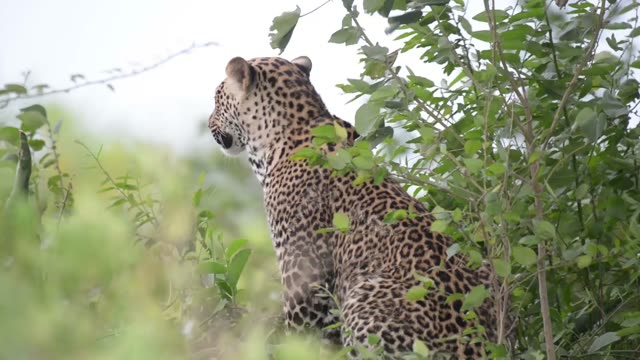 Leopard Sitting In Green Foliage