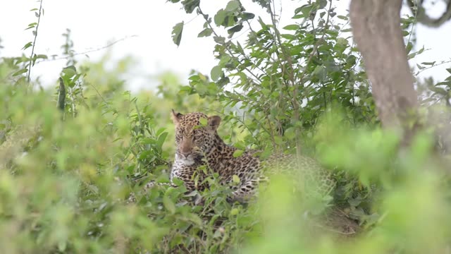 Leopard Lying In Dense Bush
