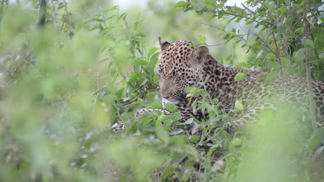 Leopard Grooming Behind Leaves