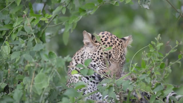 Leopard Face Framed By Leaves