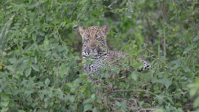 Leopard Lying Alert In Thicket