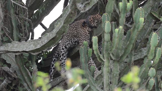 Collared Leopard In Cactus Tree