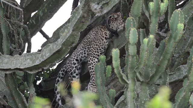 Leopard Climbing Cactus Tree