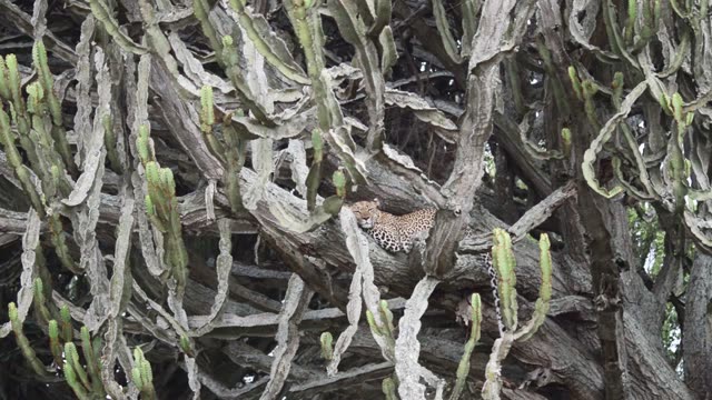 Leopard Camouflaged In Cactus Tree
