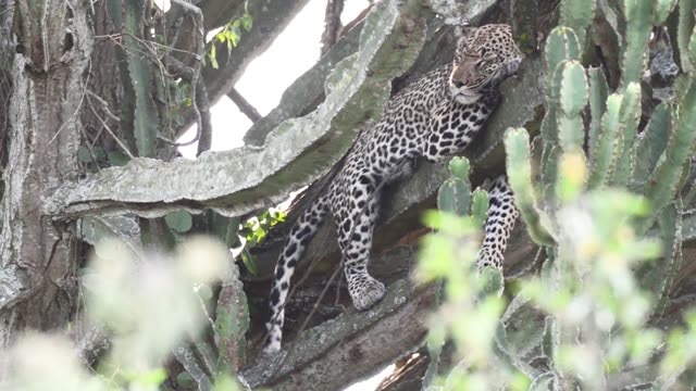 Leopard Draped Over Cactus Branch