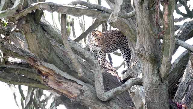Leopard Standing In Bare Tree