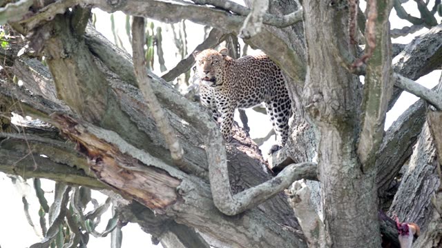 Leopard On Old Tree Limb
