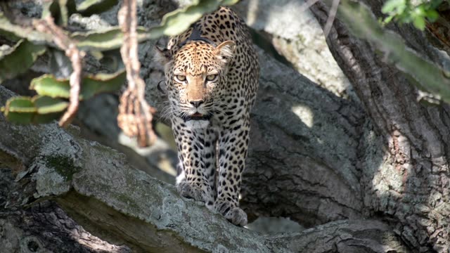 Leopard Walking Toward Camera