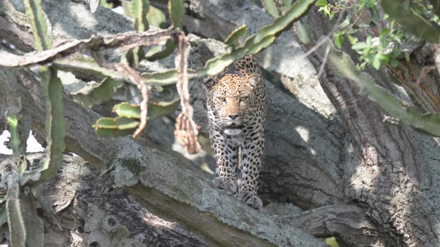 Leopard Standing In Tree Shade