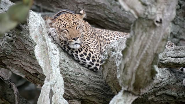 Leopard Face On Rough Bark