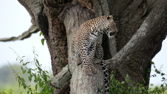 Leopard Looking Down From Trunk