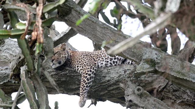 Leopard Sprawled Along Branch