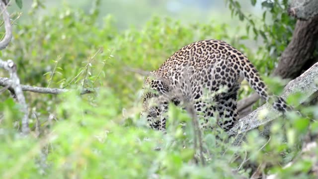 Leopard Moving Through Green Bush