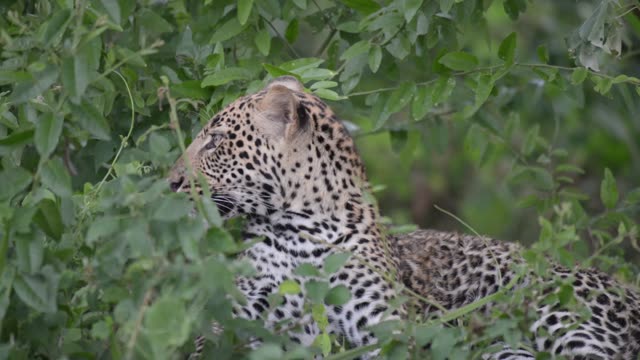 Leopard Profile Among Green Leaves