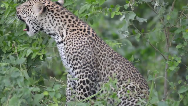 Leopard Calling With Open Mouth