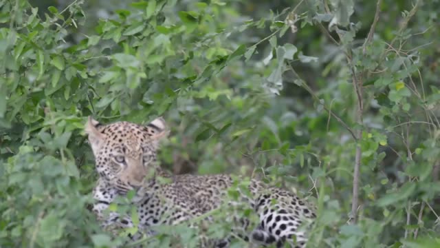 Leopard Lying Behind Green Branches
