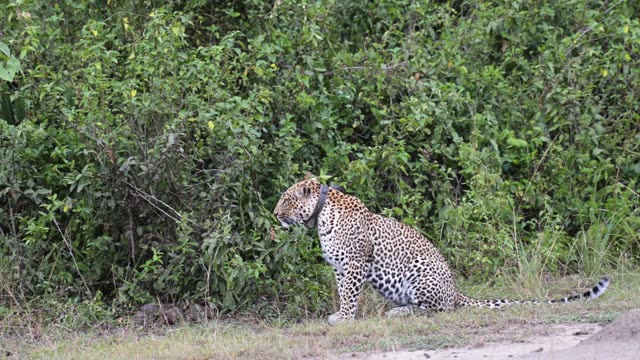 Leopard Sitting On Dirt Track