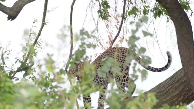 Leopard Descending Through Branches