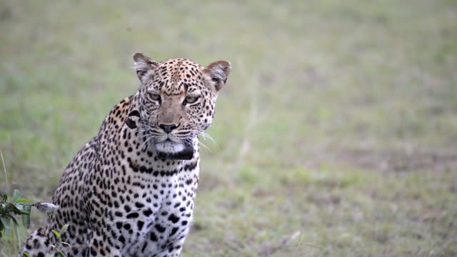 Leopard Portrait On Open Grass