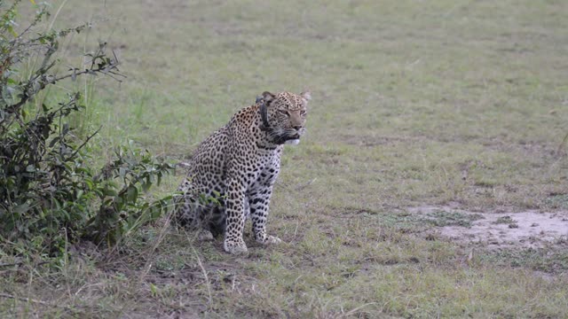 Leopard Sitting Beside Small Bush
