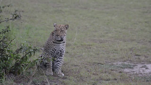 Leopard Watching From Grass Edge