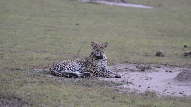 Leopard Lying On Bare Patch